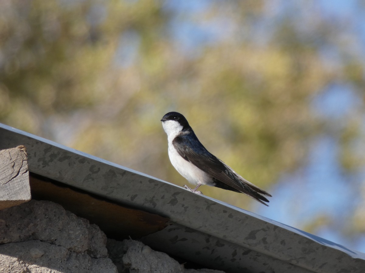 Blue-and-white Swallow - ML611165972