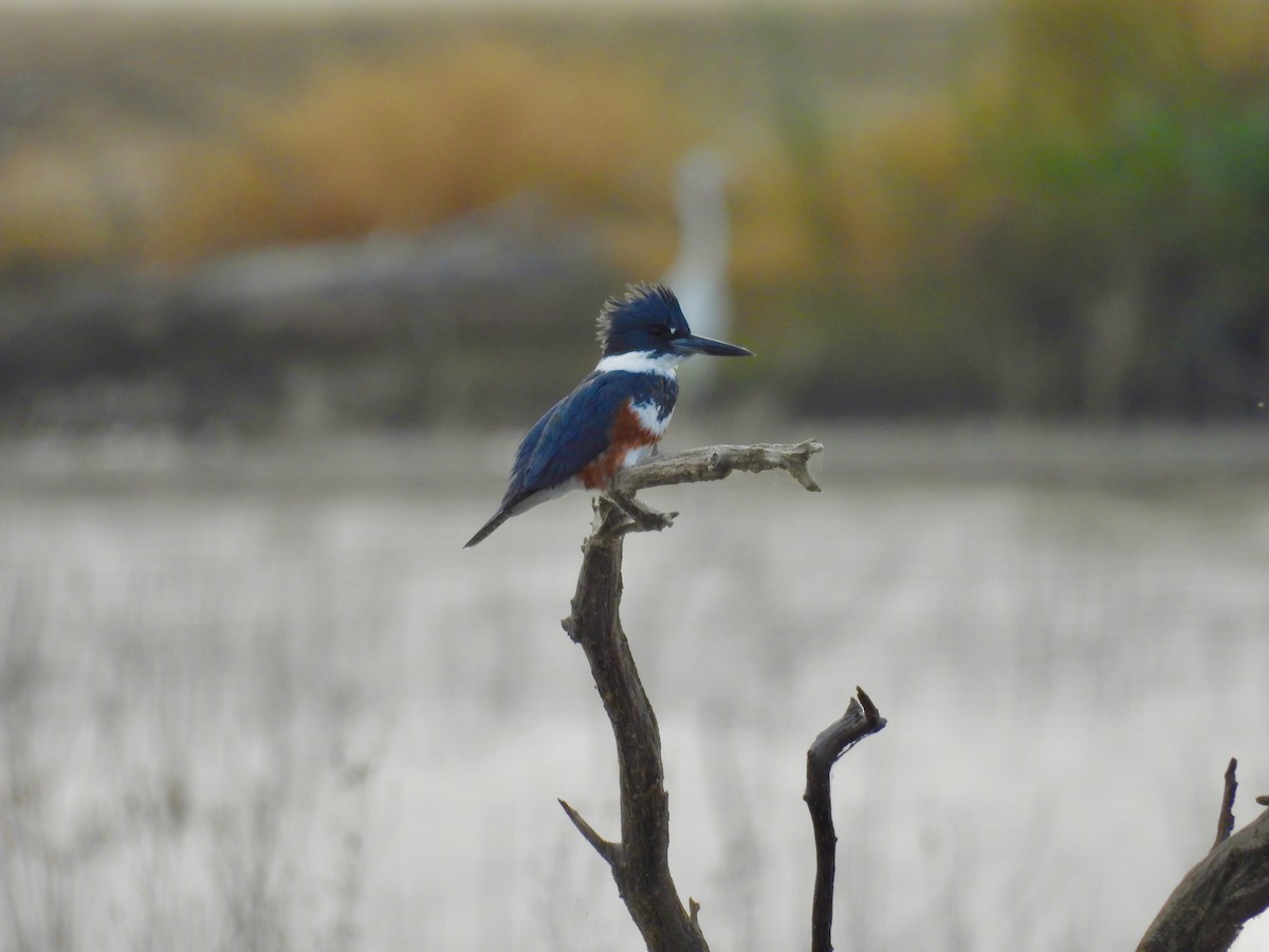 Belted Kingfisher - Wendy Hodash