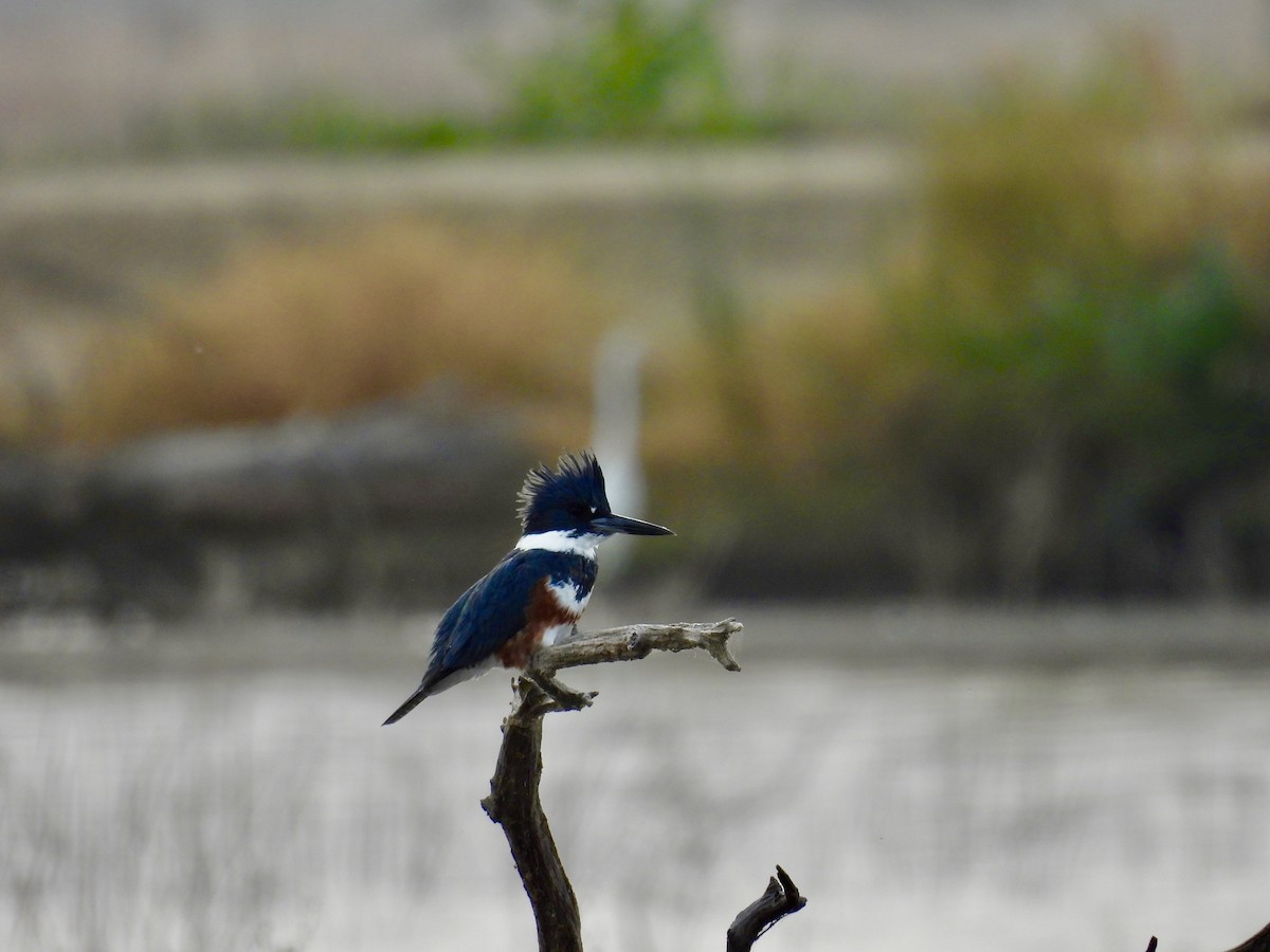 Belted Kingfisher - Wendy Hodash