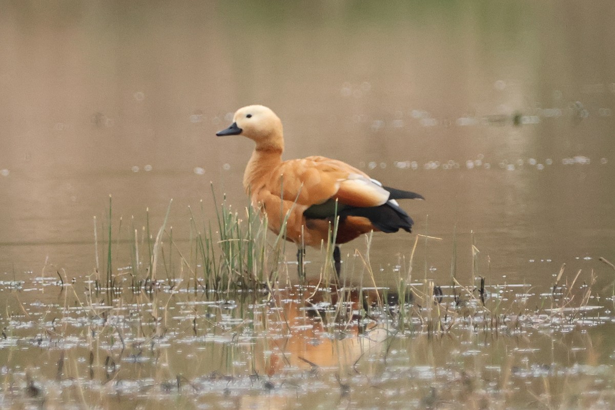 Ruddy Shelduck - Paco Torres 🦆