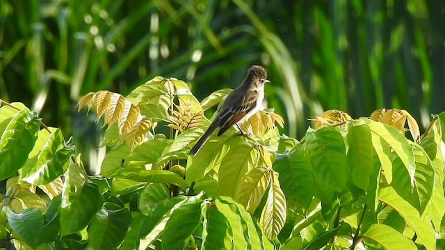 Puerto Rican Flycatcher - ML611166000