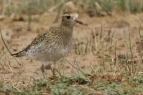 European Golden-Plover - ML611166003