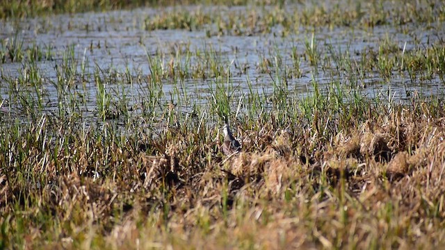 Northern Lapwing - ML611166012