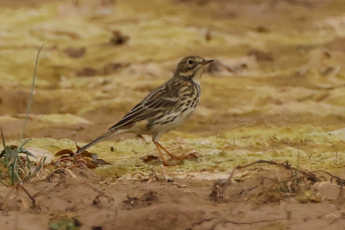 Meadow Pipit - Paco Torres 🦆