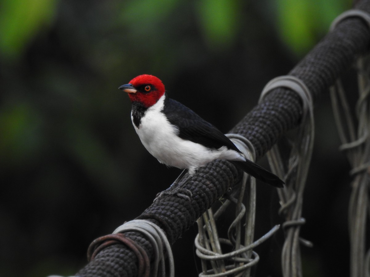 Red-capped Cardinal - ML611166022