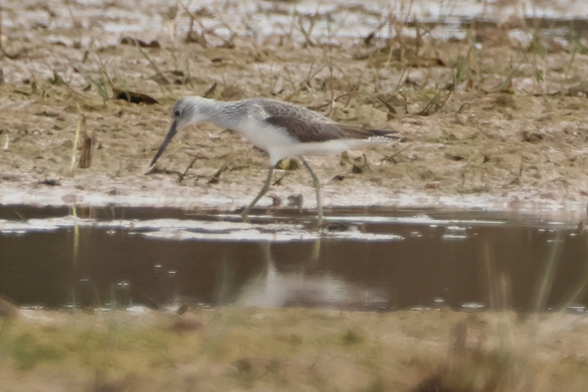 Common Greenshank - ML611166029