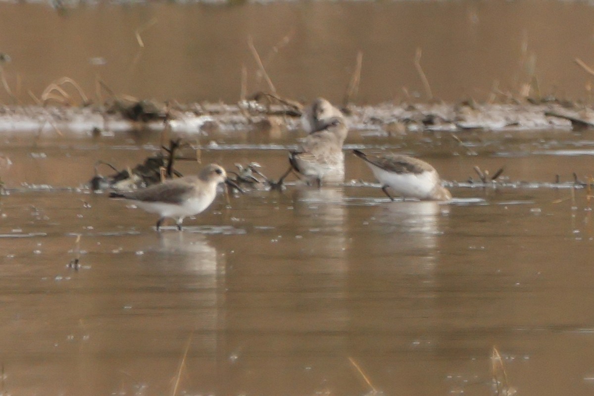 Bécasseau variable - ML611166042