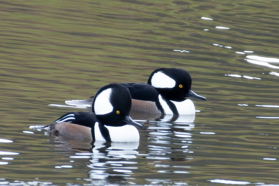 Hooded Merganser - ML611166090