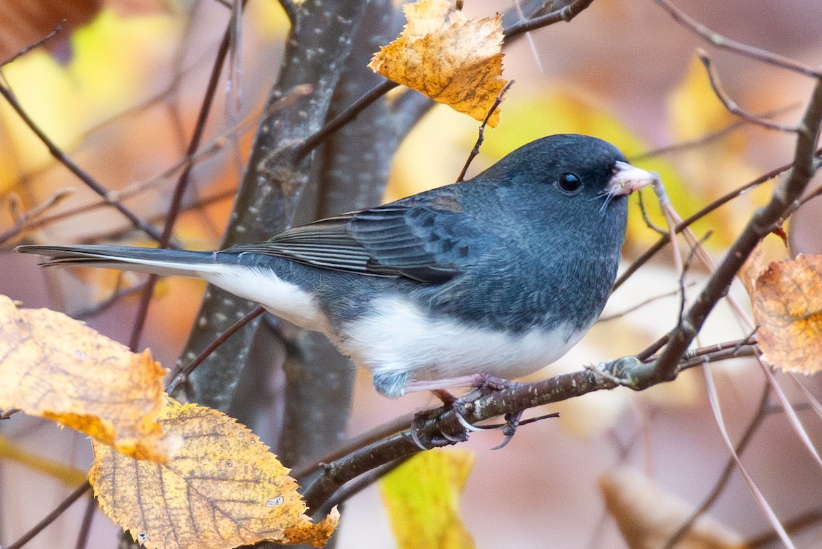 Dark-eyed Junco - ML611166129