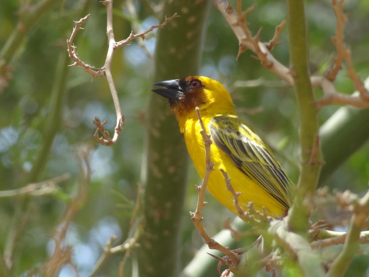 Rüppell's Weaver - ML611166166