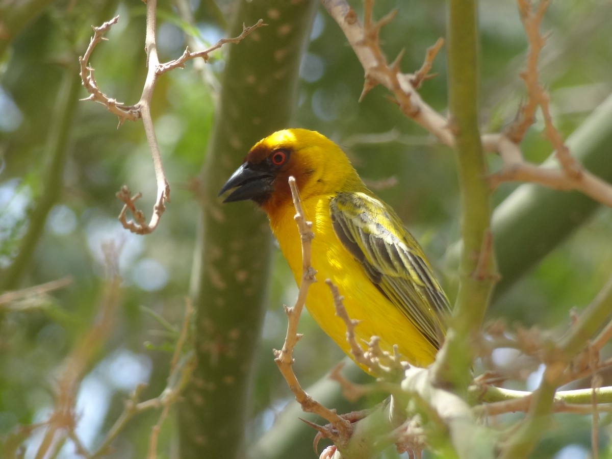 Rüppell's Weaver - ML611166167