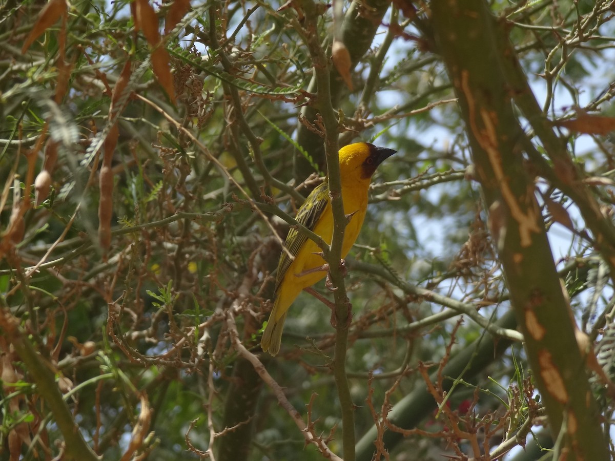 Rüppell's Weaver - ML611166168