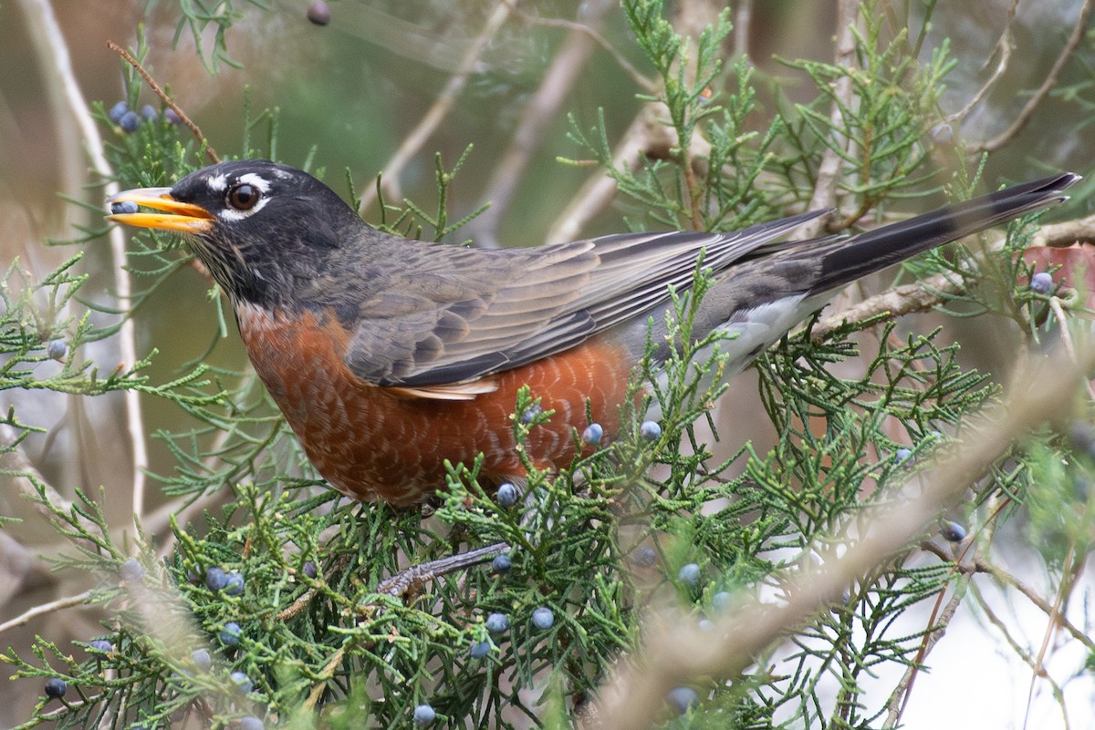 American Robin - ML611166201