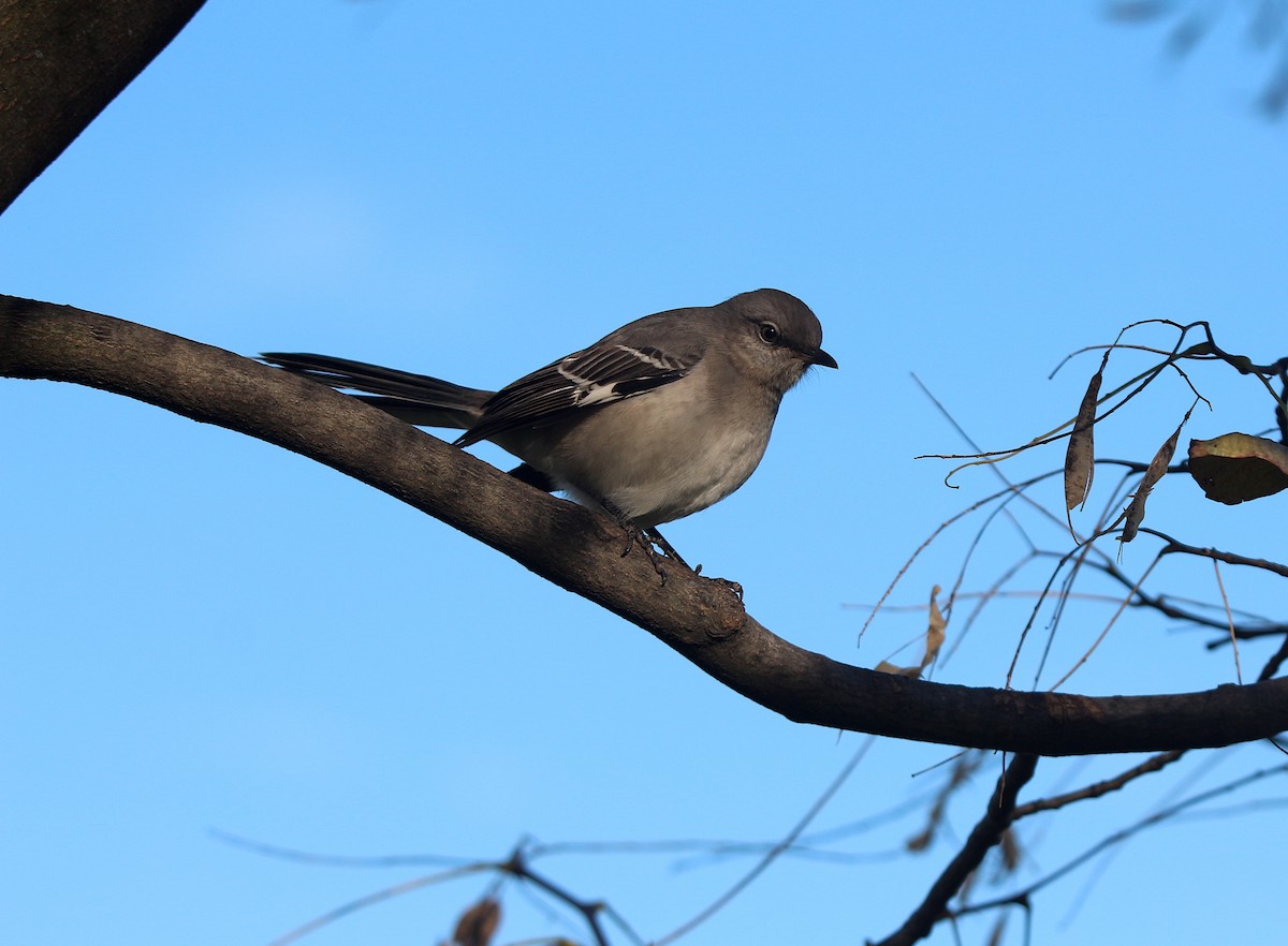 Northern Mockingbird - ML611166213