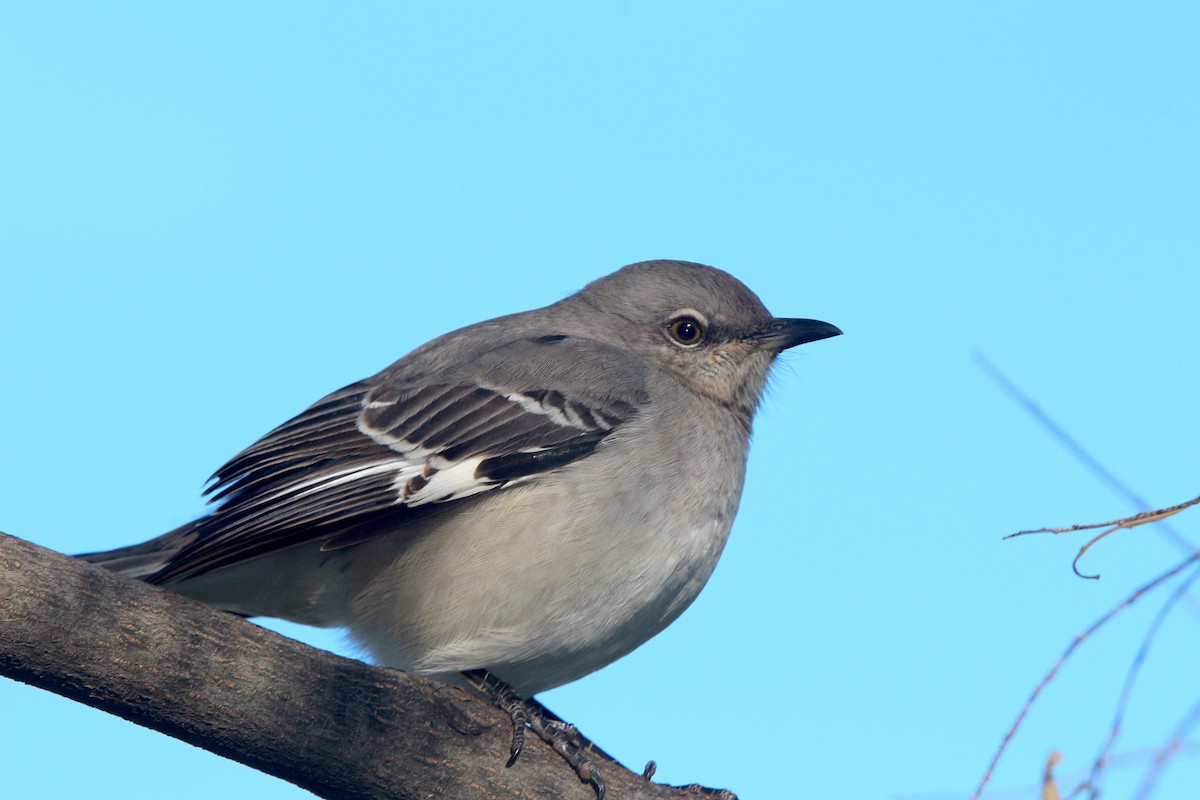 Northern Mockingbird - ML611166214