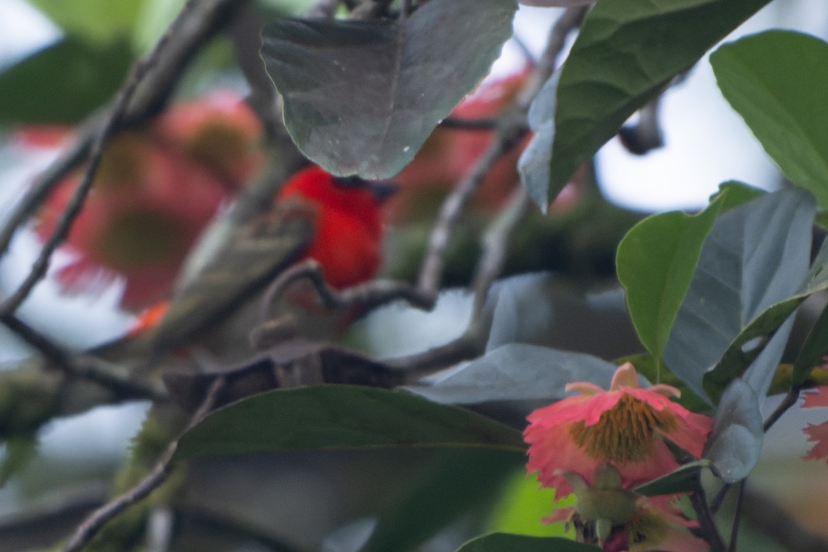 tanalavever - ML611166237