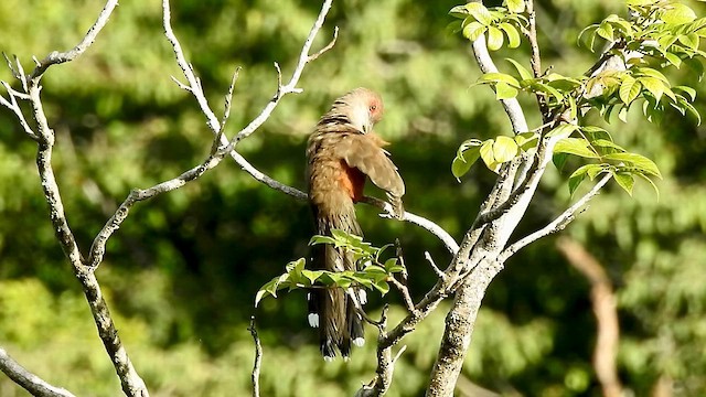 Puerto Rican Lizard-Cuckoo - ML611166251