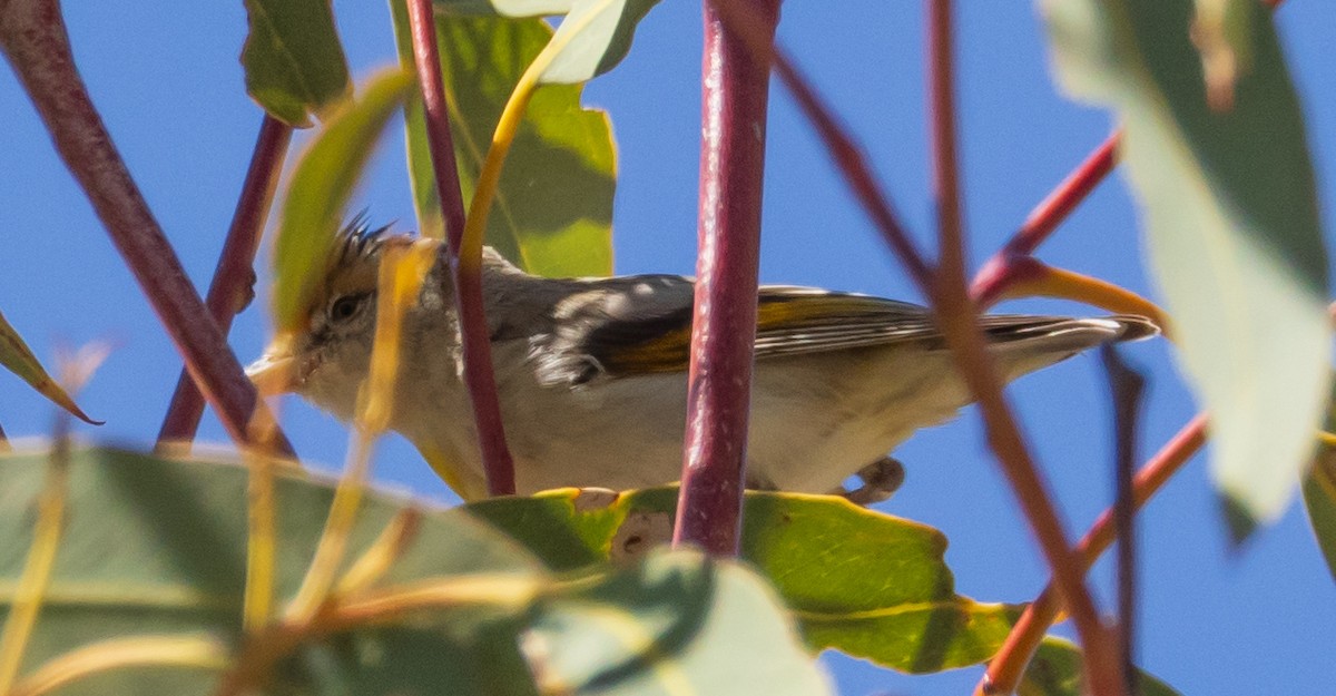 Red-browed Pardalote - David Barton