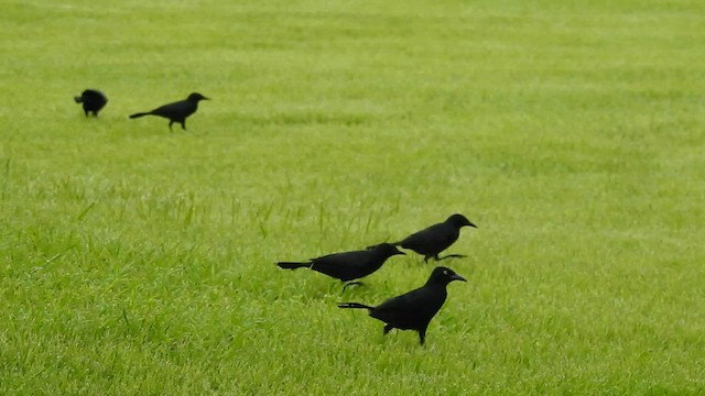 Greater Antillean Grackle - ML611166337