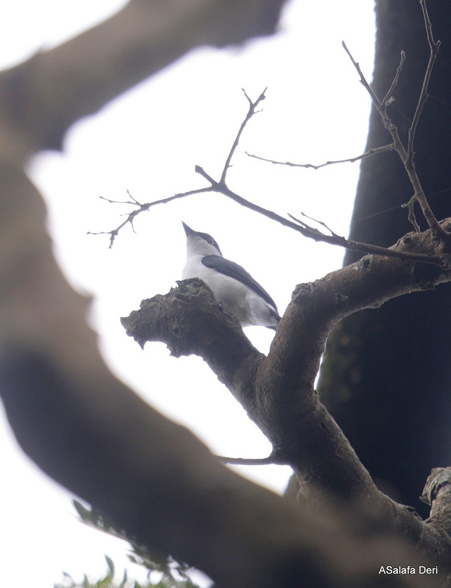 African Shrike-flycatcher - ML611166372