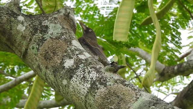 Pearly-eyed Thrasher - ML611166380