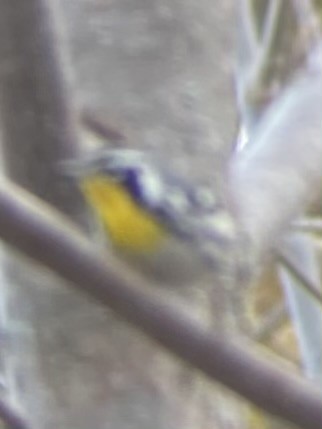 Yellow-throated Warbler - ML611166385