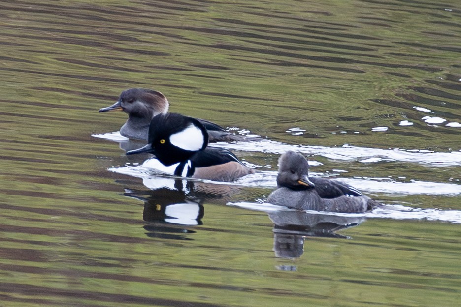 Hooded Merganser - ML611166390