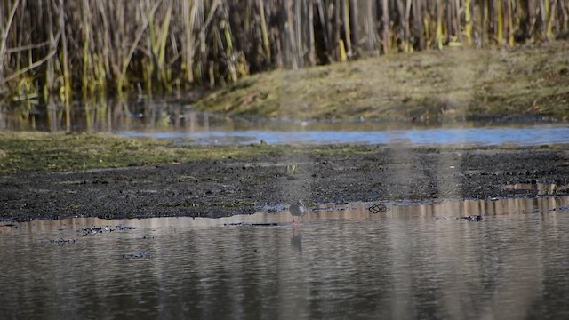 Common Redshank - ML611166405