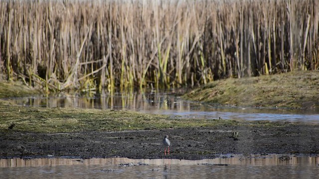 Common Redshank - ML611166412