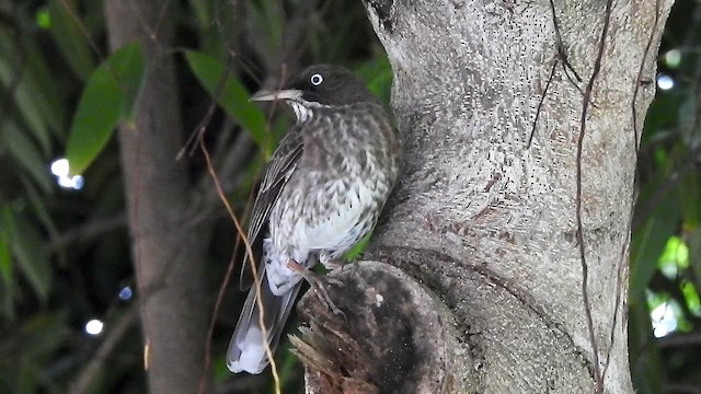 Pearly-eyed Thrasher - ML611166517