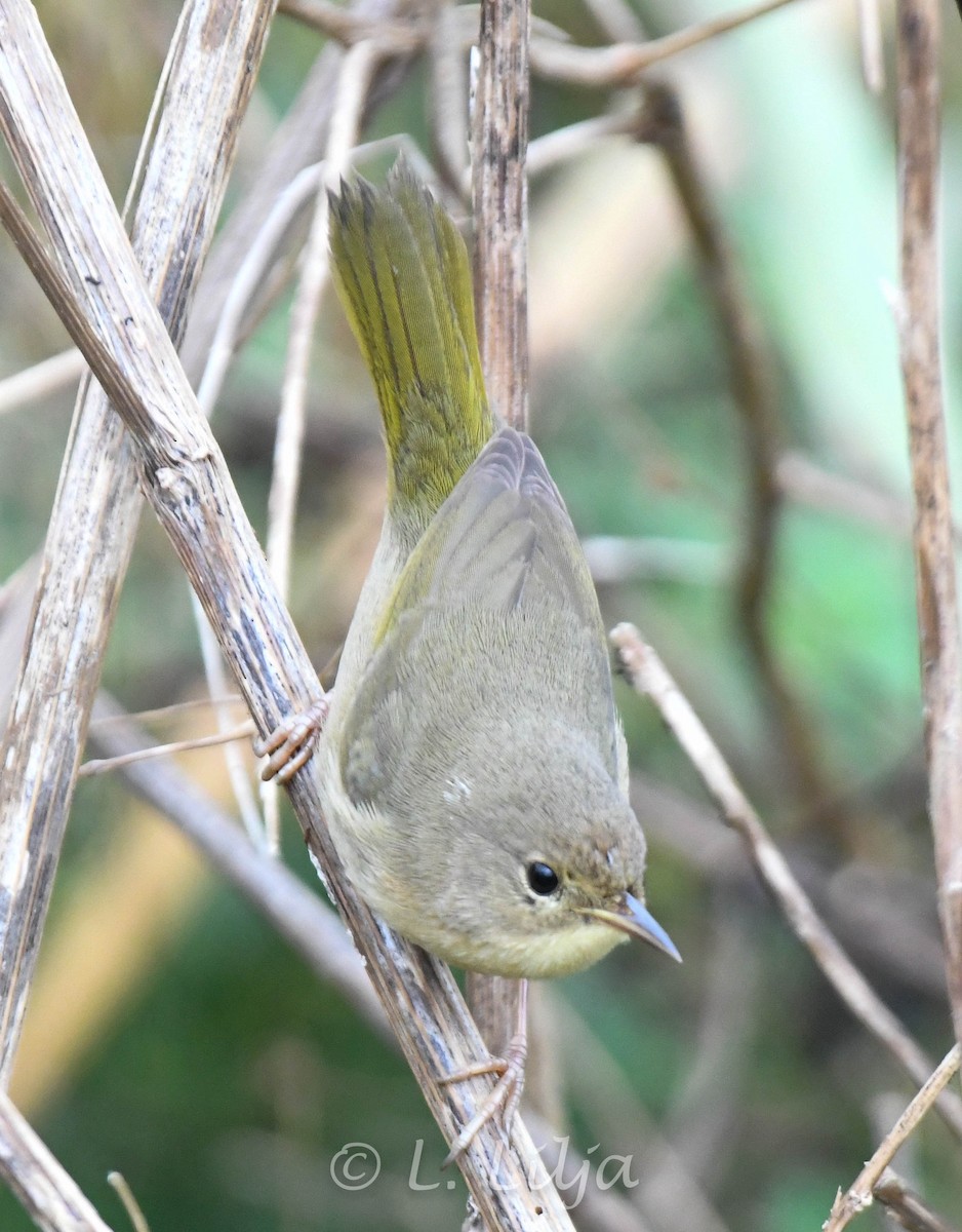 Common Yellowthroat - Lorri Lilja