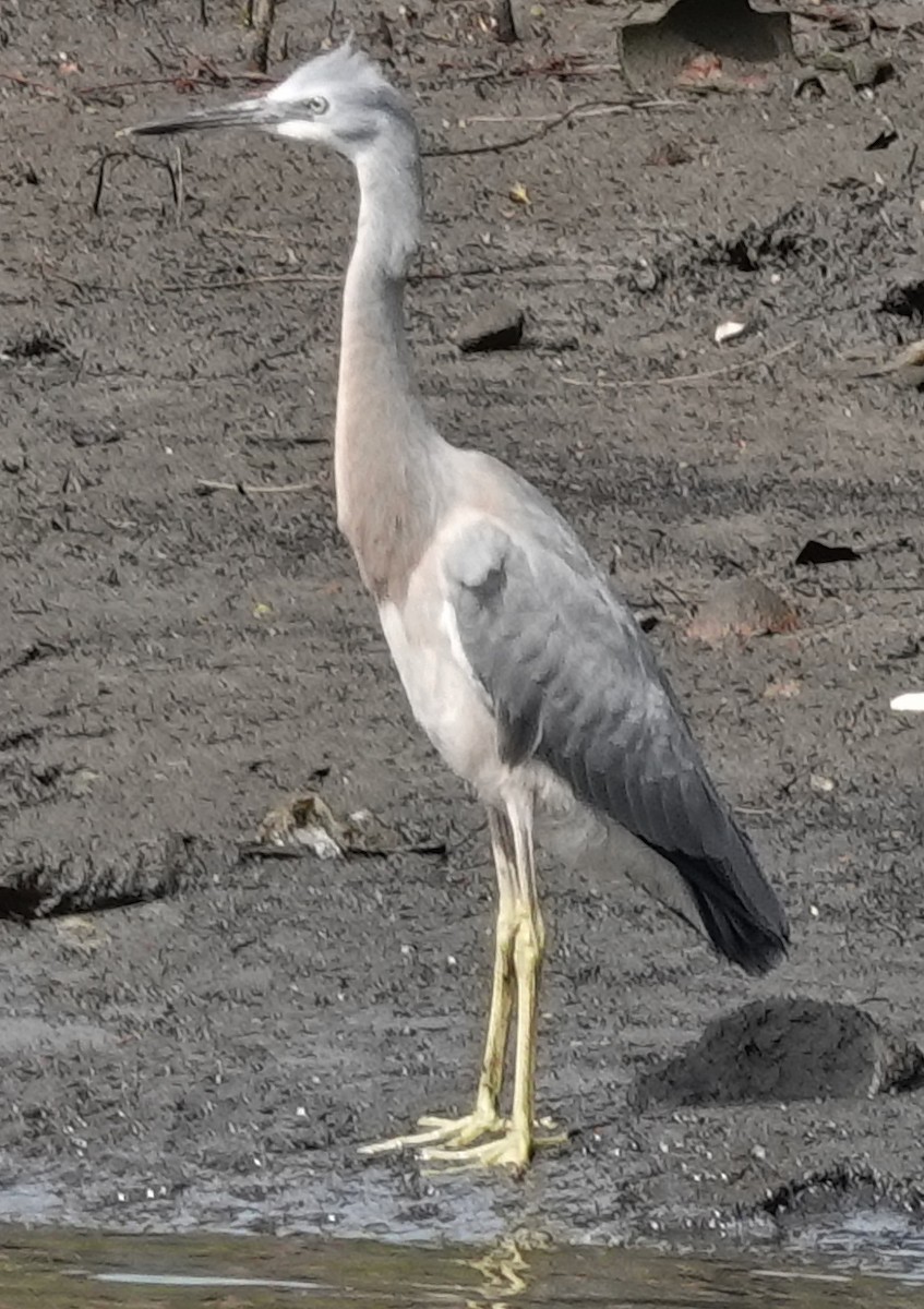 White-faced Heron - ML611166535