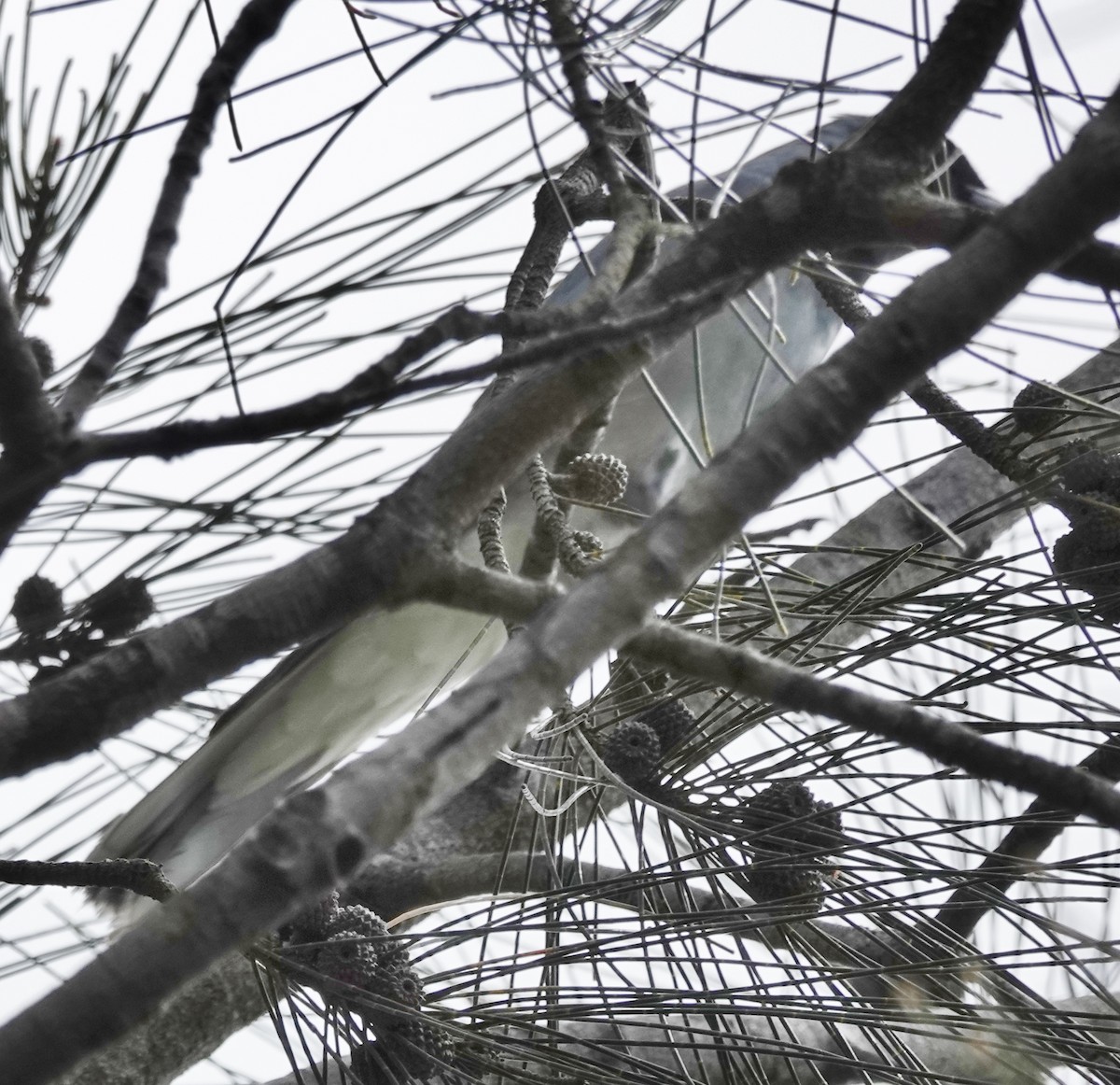 Black-faced Cuckooshrike - ML611166574