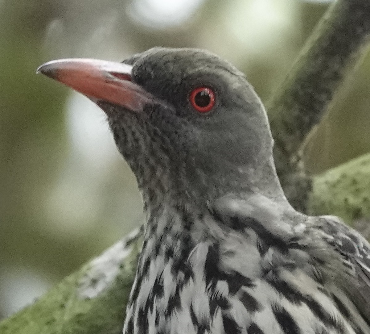 Olive-backed Oriole - ML611166583