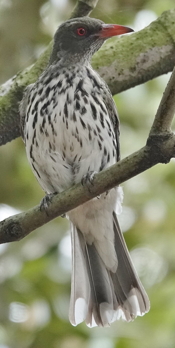 Olive-backed Oriole - ML611166585