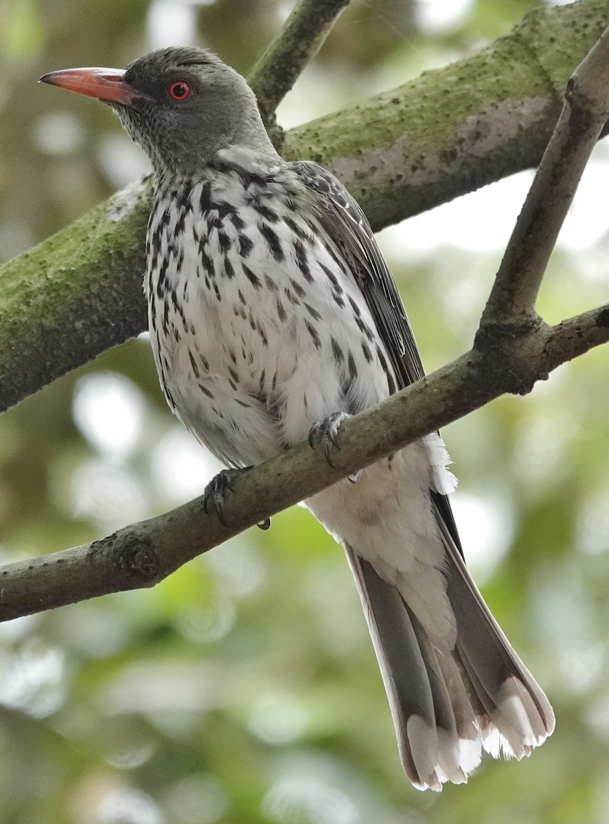 Olive-backed Oriole - ML611166586