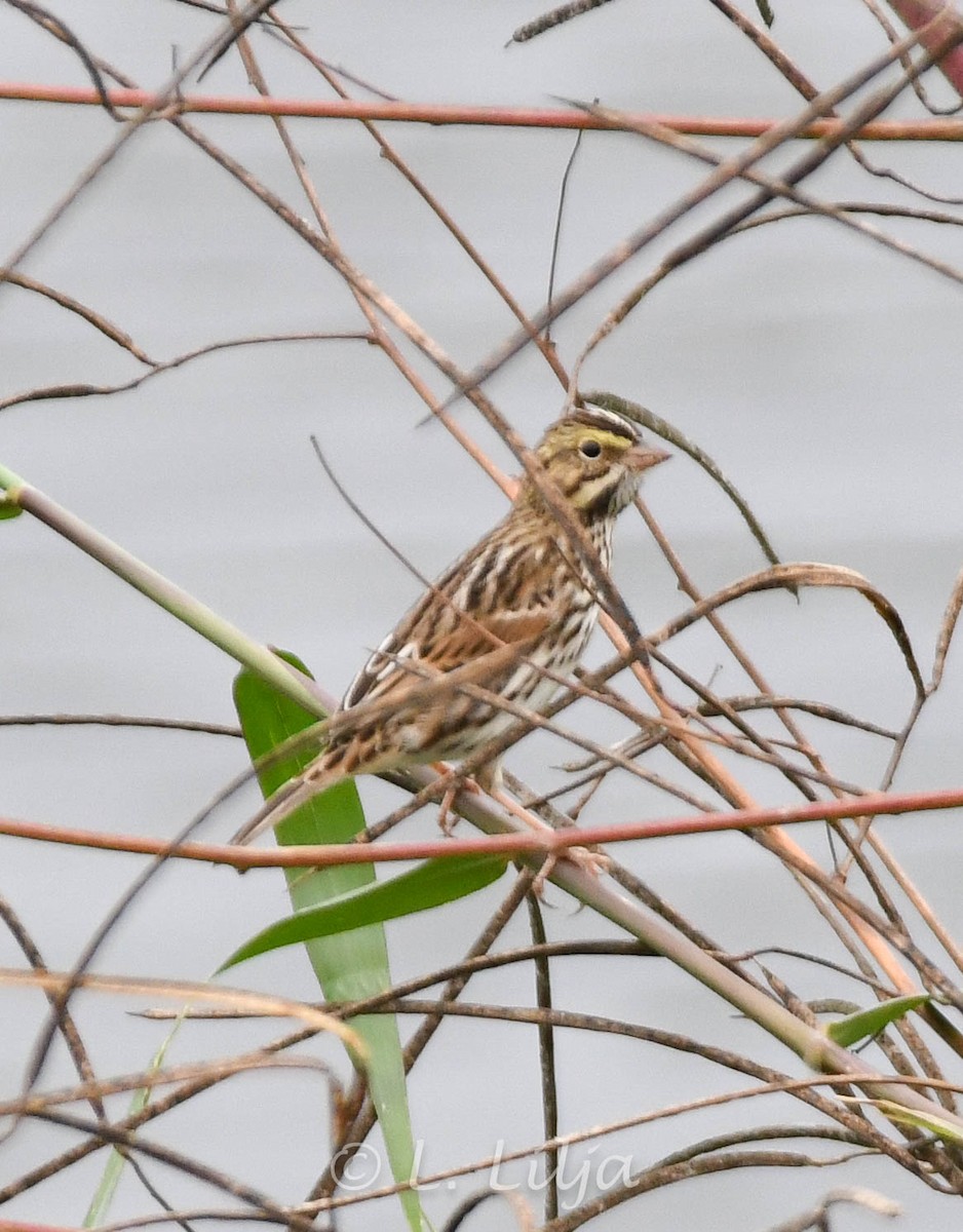 Savannah Sparrow - Lorri Lilja