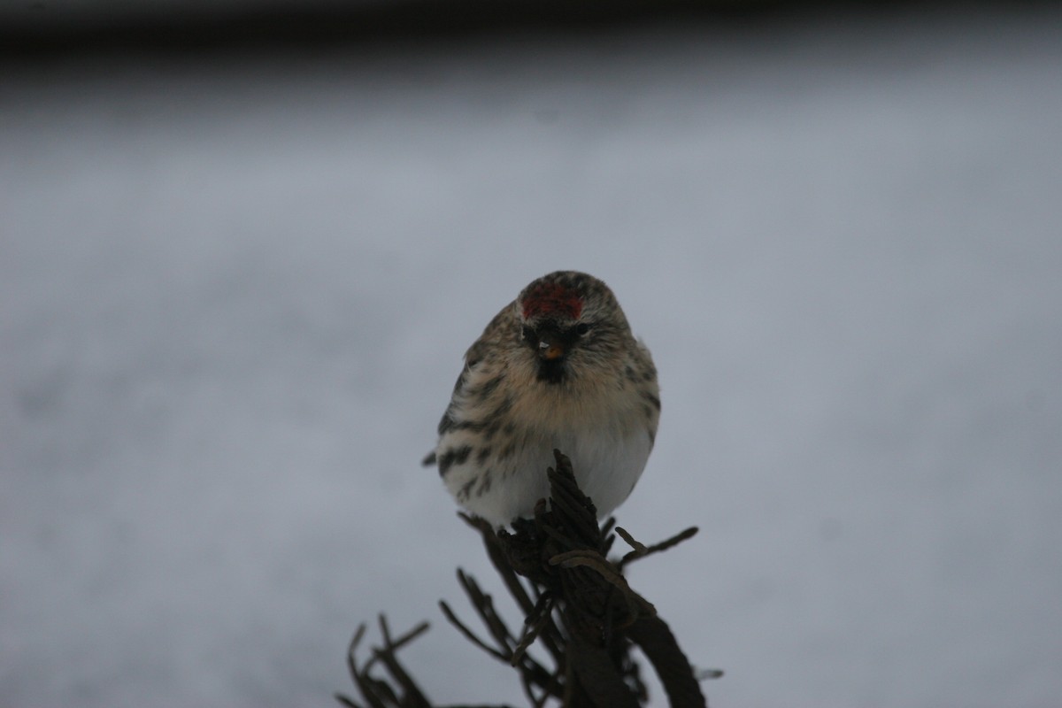 Redpoll (Common) - ML611166632
