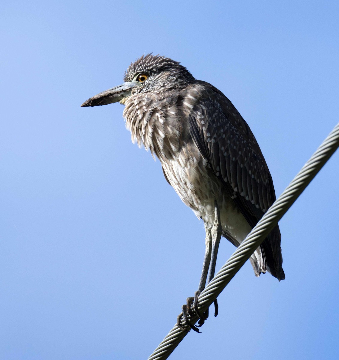 Yellow-crowned Night Heron - Donna Evans