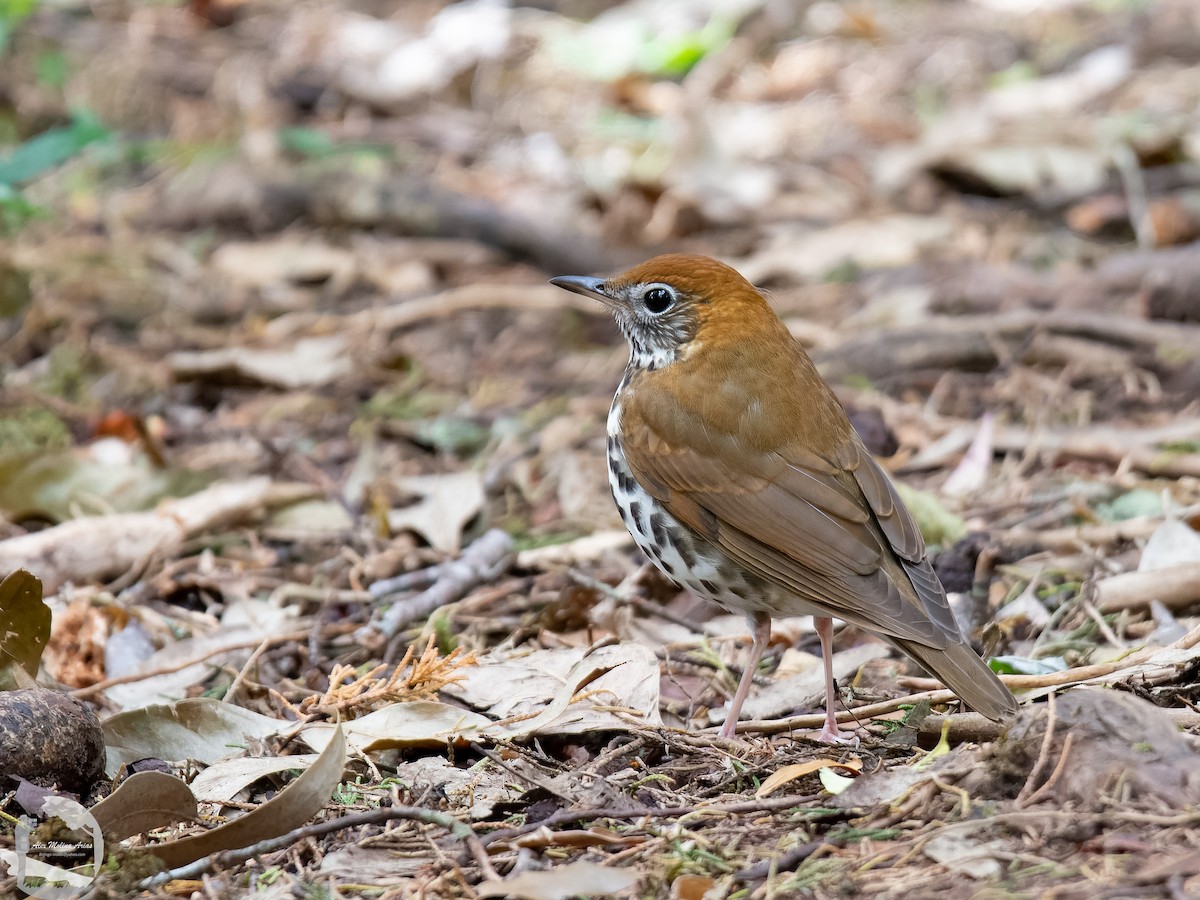 Wood Thrush - Alex Molina