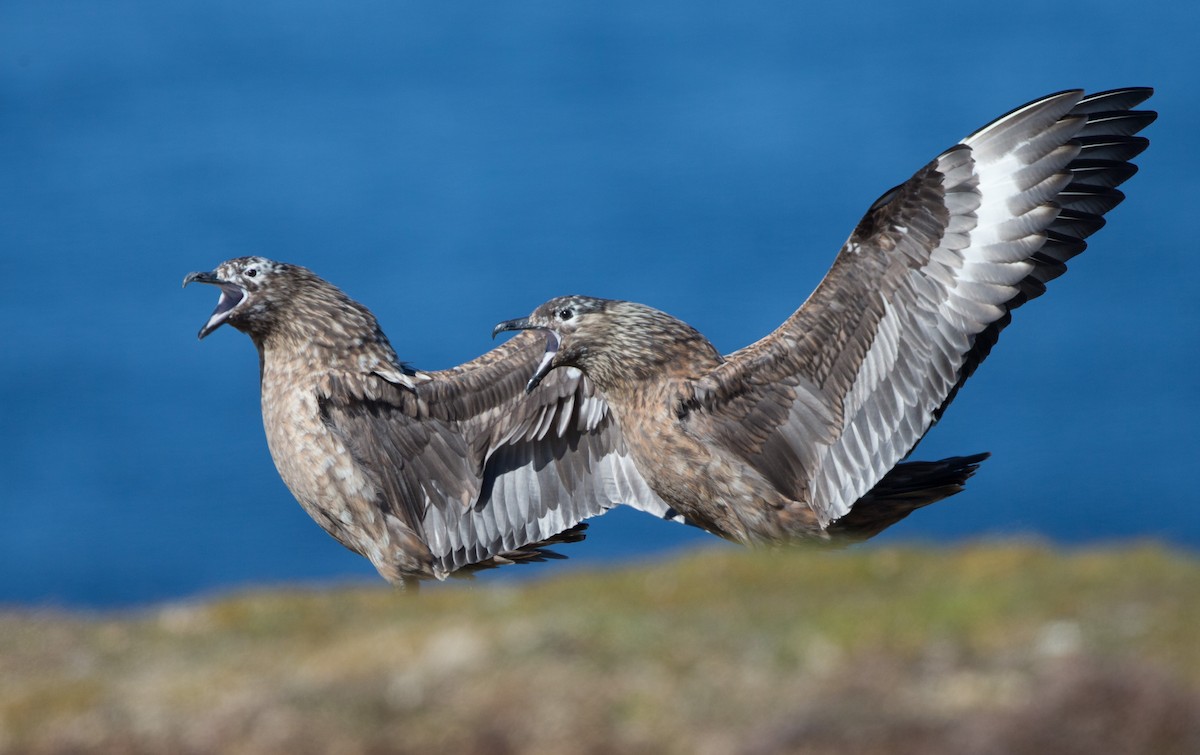 Great Skua - ML611166670