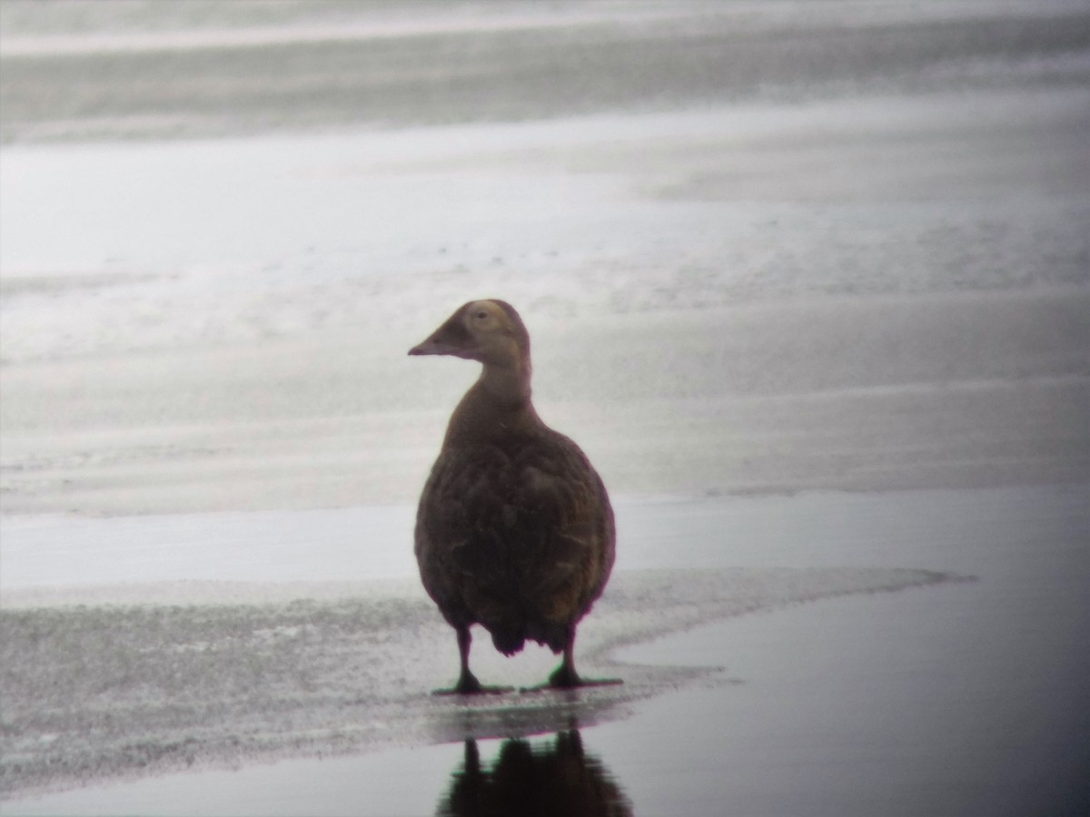 Spectacled Eider - ML611166731