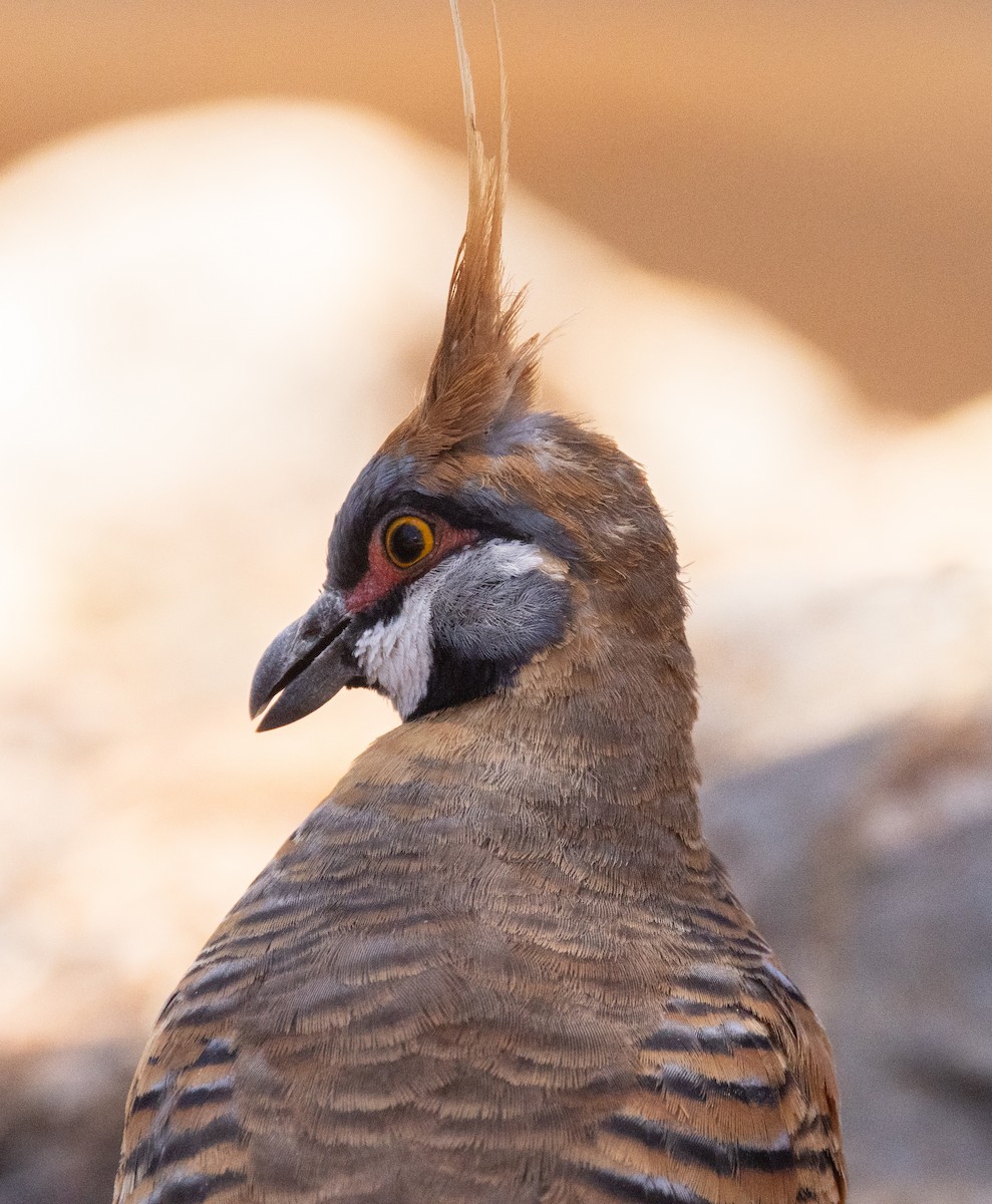 Spinifex Pigeon - ML611166830