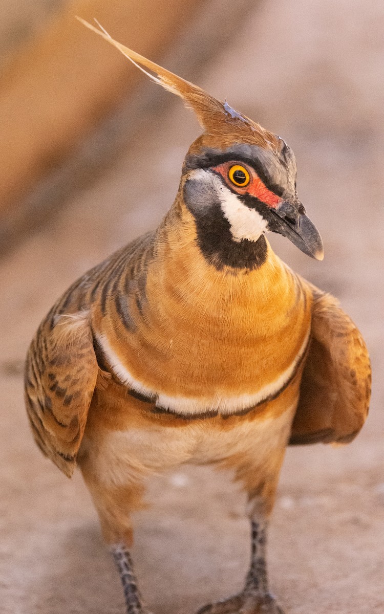 Spinifex Pigeon - ML611166832