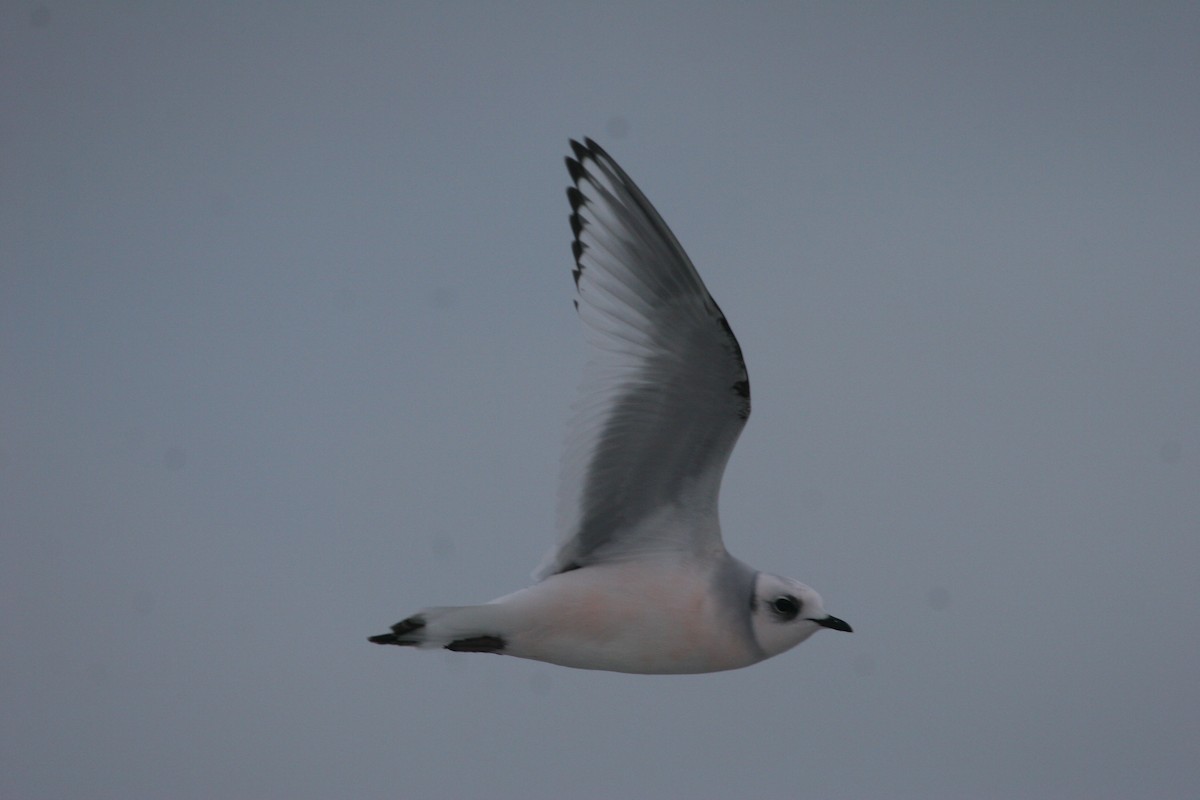 Ross's Gull - ML611166837