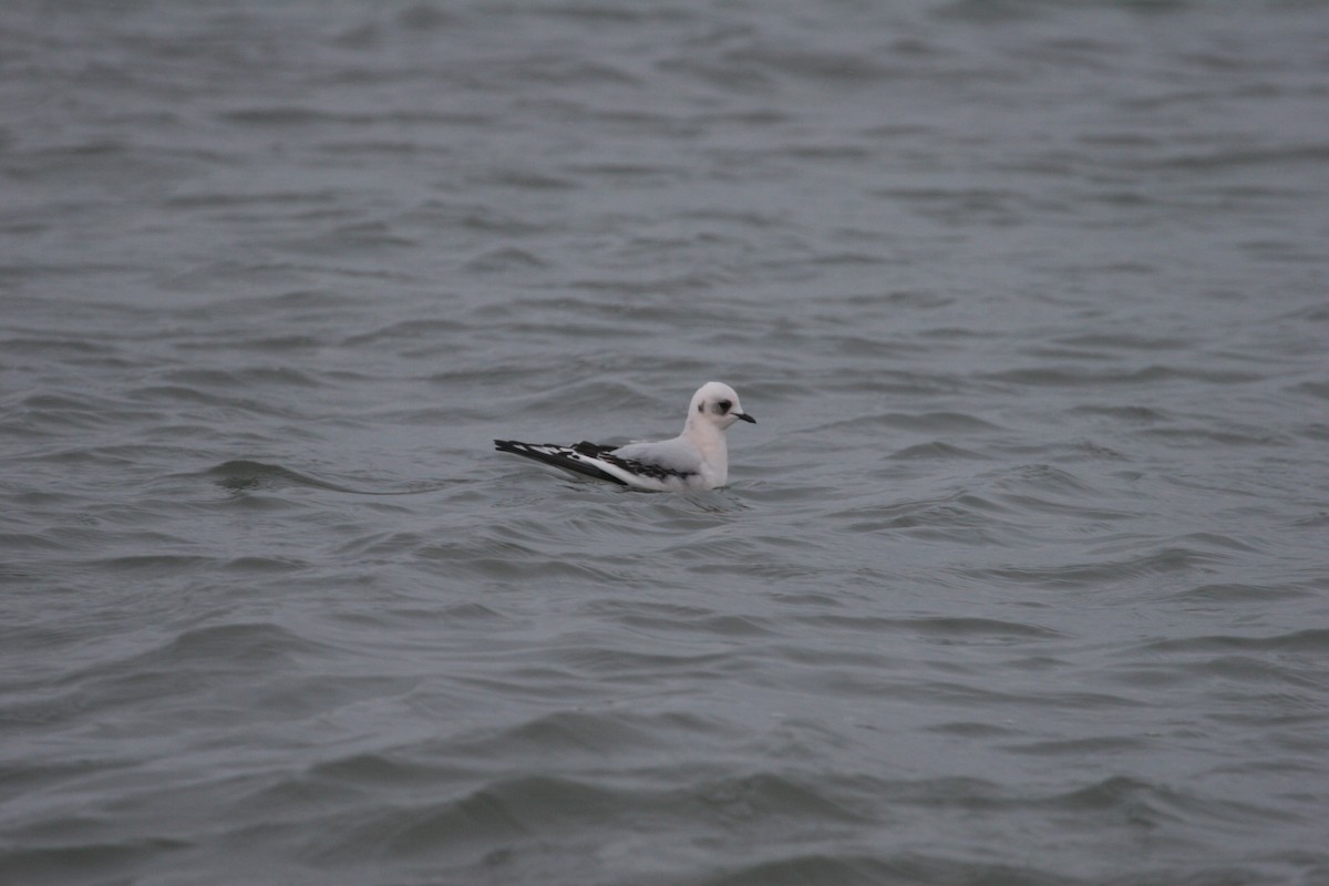 Ross's Gull - ML611166838
