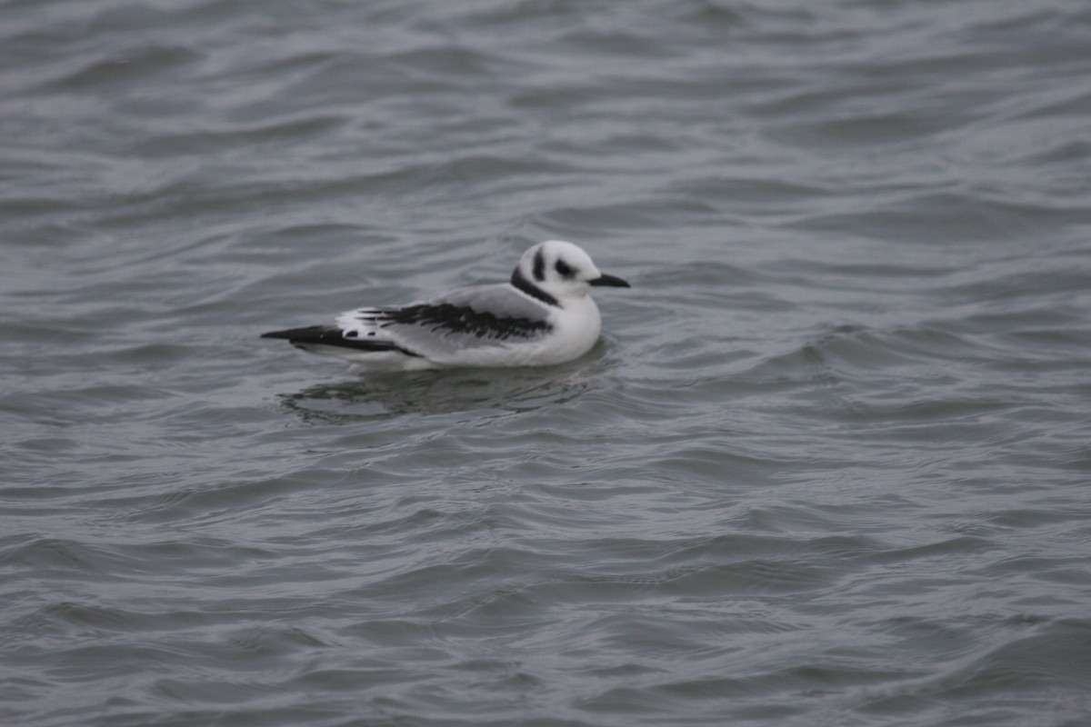 Black-legged Kittiwake - ML611166848