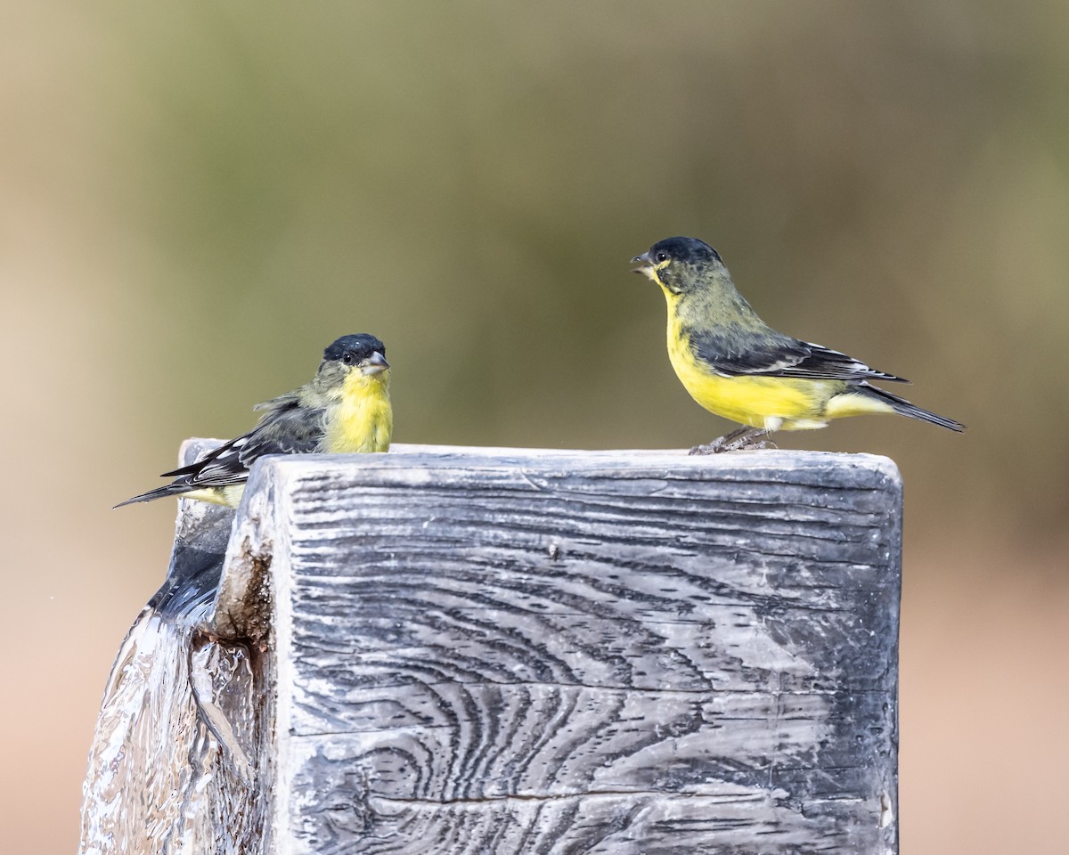 Lesser Goldfinch - ML611166875