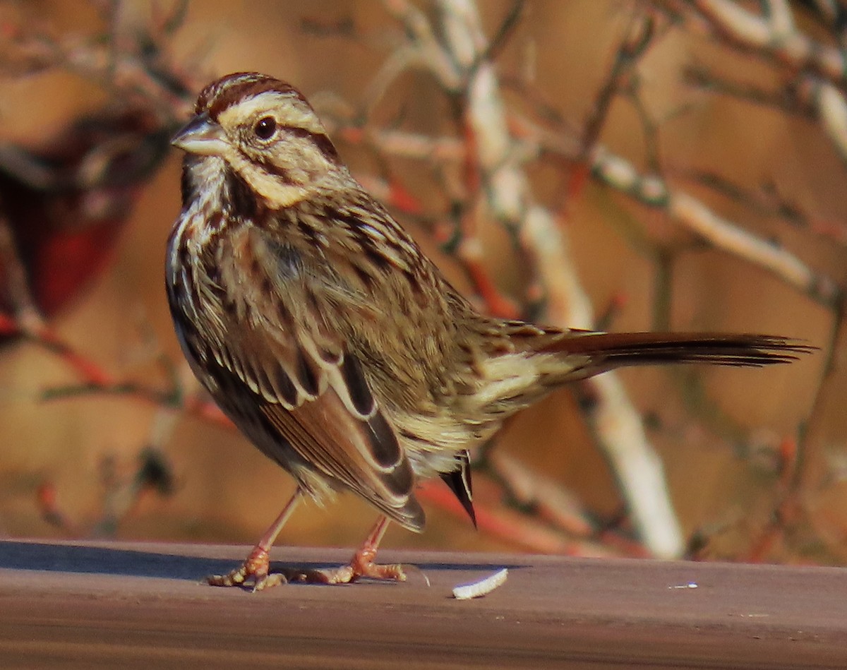 Song Sparrow - ML611166945