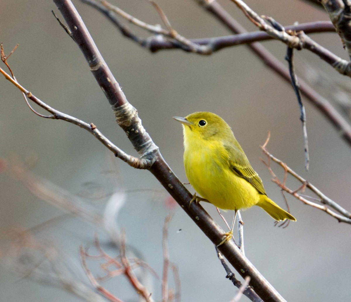 Northern Yellow Warbler - ML611166983